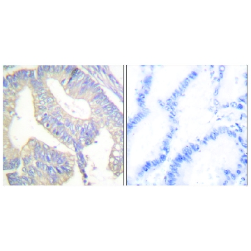 Anti-Gastrin antibody produced in rabbit，100UG，SAB4501048-100UG，Sigma