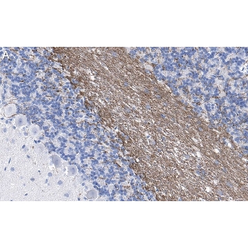 Anti-MAG Antibody, clone 513 ZooMAb® Mouse Monoclonal，25UL，ZMS1035-25UL，Sigma