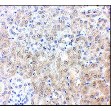 Anti-NPC1 antibody produced in rabbit，100UG，SAB3500300-100UG，Sigma