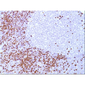 Anti-CD8 antibody, Rabbit monoclonal，100UL，SAB5500074-100UL，Sigma