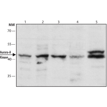 Monoclonal Anti-Aurora-A Kinase 小鼠抗，200UL，A1231-200UL，Sigma