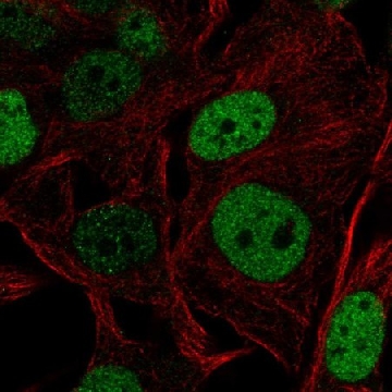 Anti-SOX5 antibody produced in rabbit，100UL，HPA060499-100UL，Sigma