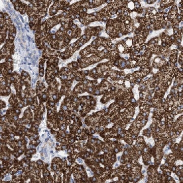 Anti-ACOT13 antibody produced in rabbit，100UL，HPA019881-100UL，Sigma