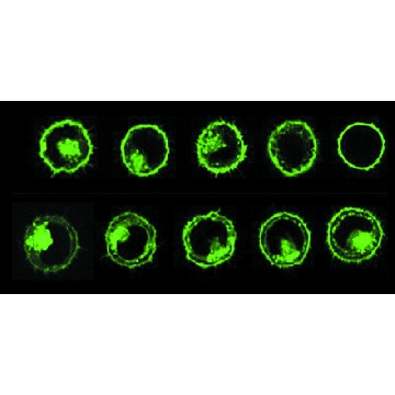 PKH67 Green Fluorescent Cell Linker Kit，用于常规细胞膜标记，1KIT，PKH67GL-1KT，Sigma