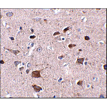 Anti-CCDC134 antibody produced in rabbit，100UG，SAB3500074-100UG，Sigma