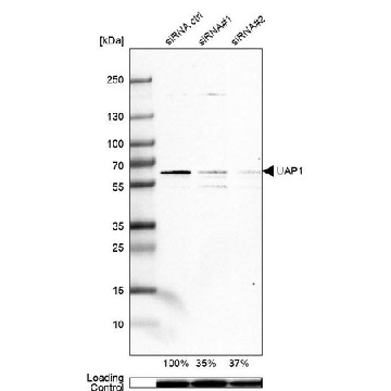 Anti-UAP1 antibody produced in rabbit，100UL，HPA014659-100UL，Sigma