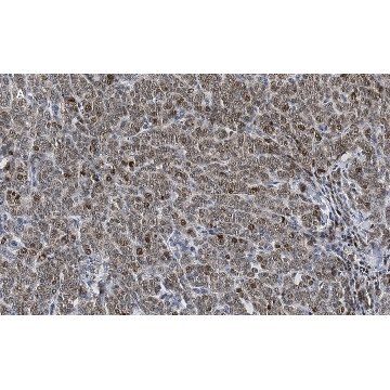 Anti-phospho-Smad2 (Ser465/467) Antibody, clone A5S, ZooMAb® Rabbit Monoclonal，25UL，ZRB04953-25UL，Sigma