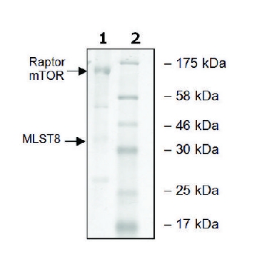 mTOR/Raptor/MLST8 human，10UG，SRP0364-10UG，Sigma