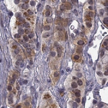 Anti-CHST8 antibody produced in rabbit，100UL，HPA016004-100UL，Sigma