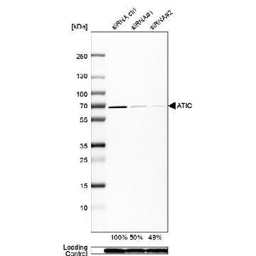 Anti-ATIC antibody produced in rabbit，100UL，HPA021012-100UL，Sigma
