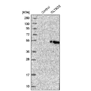 Anti-GLT8D2 antibody produced in rabbit，100UL，HPA026904-100UL，Sigma