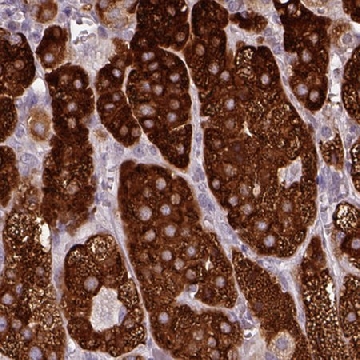 Anti-HSD3B1 antibody produced in rabbit，100UL，HPA043264-100UL，Sigma