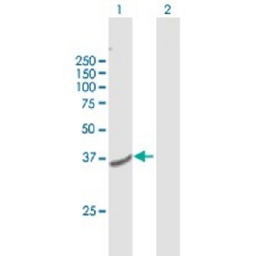 Anti-TMEM120A antibody produced in mouse，50UG，SAB1409874-50UG，Sigma