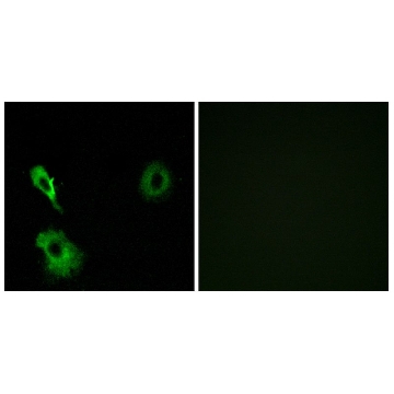 Anti-GRM7 antibody produced in rabbit，100UG，SAB4501326-100UG，Sigma