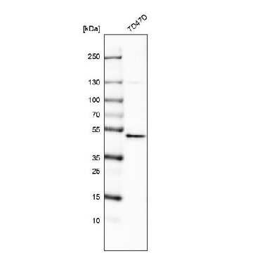 Anti-RNF135 antibody produced in rabbit，100UL，HPA021576-100UL，Sigma