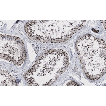 Anti-EZH2 Antibody, clone 6I10 ZooMAb® Rabbit Monoclonal，4X25UL，ZRB1095-4X25UL，Sigma