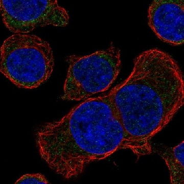 Anti-STUM antibody produced in rabbit，100UL，HPA074381-100UL，Sigma