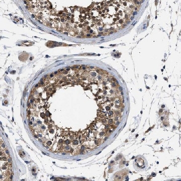 Anti-CRCP antibody produced in rabbit，100UL，HPA007216-100UL，Sigma