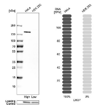 Anti-LMO7 antibody produced in rabbit，100UL，HPA020923-100UL，Sigma