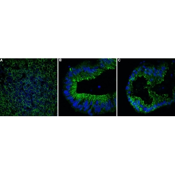 Anti-E-Cadherin Antibody, clone 1G14 ZooMAb® Rabbit Monoclonal，25UL，ZRB1692-25UL，Sigma