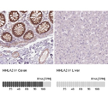 抗  HHLA2 兔抗，100UL，HPA055478-100UL，Sigma