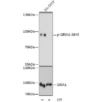 Anti-Phospho-GRIA1-S845 antibody produced in rabbit，100UL，SAB5700489-100UL，Sigma