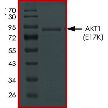 AKT1 (E17K), Active，10UG，SRP0721-10UG，Sigma