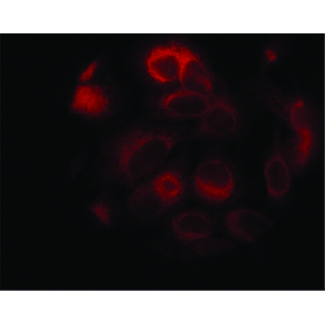 AntiSTIM1 (C-terminal) 兔抗，200UL，S6197-200UL，Sigma