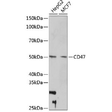 Anti- CD47 antibody produced in rabbit，100UL，SAB5700964-100UL，Sigma