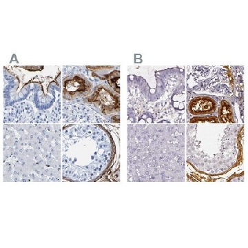 Anti-DPEP1 antibody produced in rabbit，100UL，HPA012783-100UL，Sigma