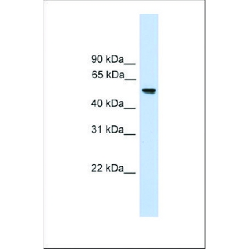 Anti-FZR1, (N-terminal) antibody produced in rabbit，100UL，SAB2105778-100UL，Sigma