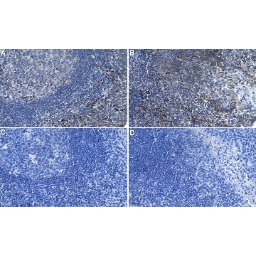 Anti-CXCL12/SDF1 Antibody, clone 5I2 ZooMAb® Rabbit Monoclonal，25UL，ZRB2474-25UL，Sigma