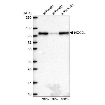 Anti-NOC2L antibody produced in rabbit，100UL，HPA044258-100UL，Sigma