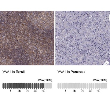 Anti-VAV1 antibody produced in rabbit，100UL，HPA001864-100UL，Sigma