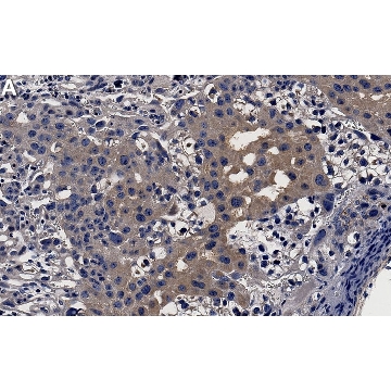 Anti-MAP Kinase 2/Erk2 Antibody, clone 1B9 ZooMAb® Rabbit Monoclonal，25UL，ZRB1860-25UL，Sigma