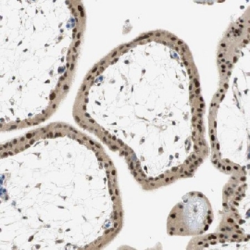 Anti-MSX2 antibody produced in rabbit，100UL，HPA005652-100UL，Sigma