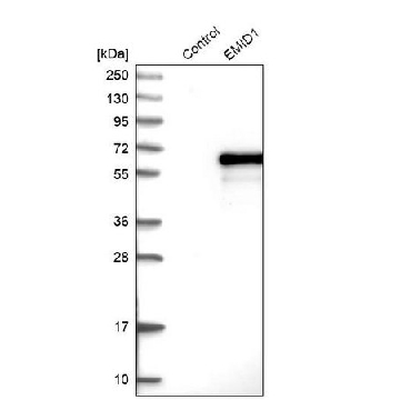 Anti-EMID1 antibody produced in rabbit，100UL，HPA000592-100UL，Sigma