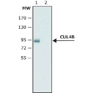 抗-Cullin-4B 兔抗，200UL，C9995-200UL，Sigma