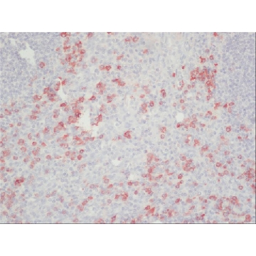 抗人IgG（Fc特异性）−过氧化物酶抗体 山羊抗，1ML，A0170-1ML，Sigma