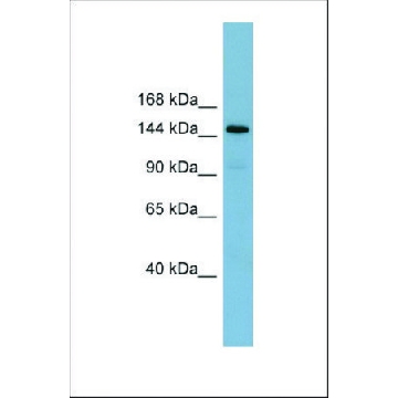 Anti-KIAA1199 antibody produced in rabbit，100UL，SAB2105467-100UL，Sigma