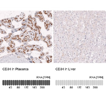 Monoclonal Anti-Cd34 Antibody Produced In Mouse，1004G，AMAB91974-100UL，Sigma