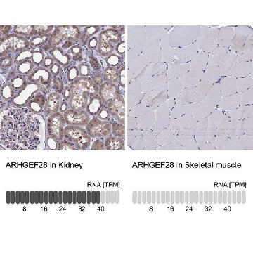 Anti-ARHGEF28 antibody produced in rabbit，100UL，HPA037602-100UL，Sigma
