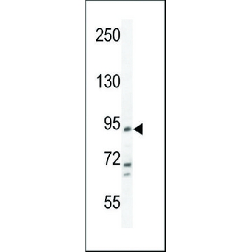 ANTI-FBXO39(C-TERMINAL) antibody produced in rabbit，400UL，SAB1306997-400UL，Sigma