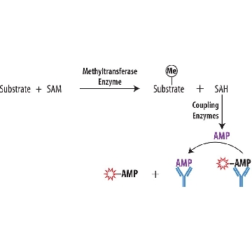 Transcreener® EPIGEN Methyltransferase Assay，1EACH，3017-1K，Sigma