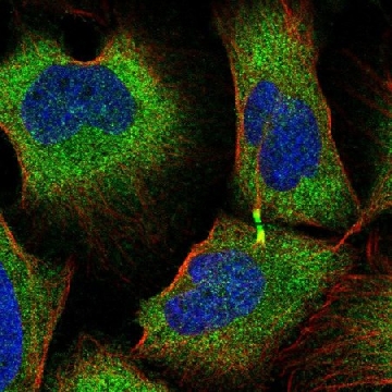 Anti-TRIM45 antibody produced in rabbit，100UL，HPA054308-100UL，Sigma