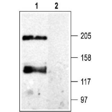 Anti-Calcium Channel (α₁ Subunit), Pan antibody produced in rabbit，0.05ML，C1103-.05ML，Sigma