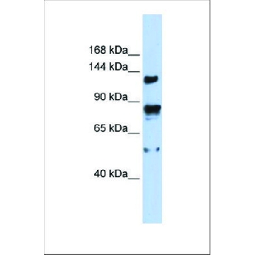 抗TRPM4 兔抗，100UL，SAB2102584-100UL，Sigma