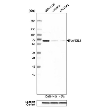Anti-VANGL1 antibody produced in rabbit，100UL，HPA025235-100UL，Sigma