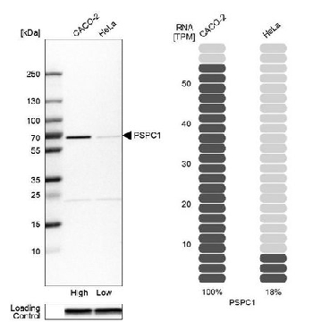 Anti-PSPC1 antibody produced in rabbit，100UL，HPA038904-100UL，Sigma