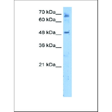 Anti-LENG4 antibody produced in rabbit，100UL，AV49811-100UL，Sigma
